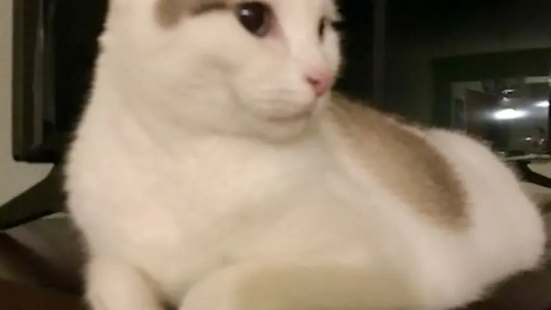 Short-haired white cat with grayish-brown coloring along the ears and back sitting in what appears to be a wooden box with front legs hanging off the side, looking to the right. 