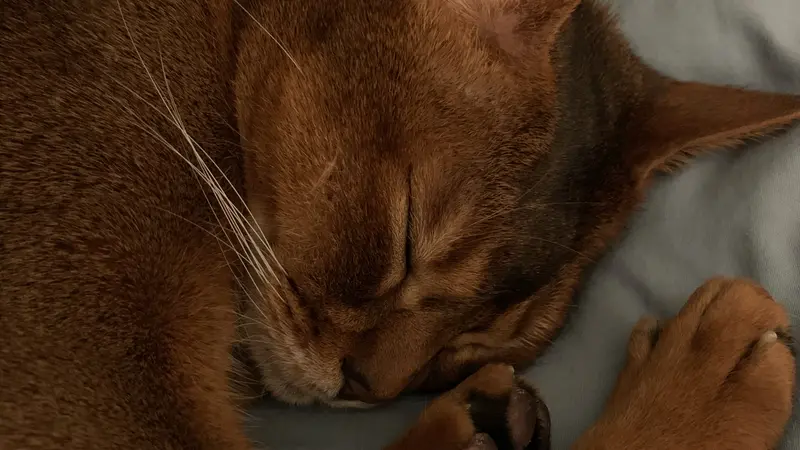 Light brown cat laying on a blanket