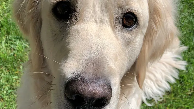 Long haired dog sitting in the grass outside and staring at the camera
