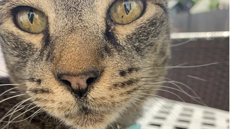 Small brown and black cat sitting next to the camera