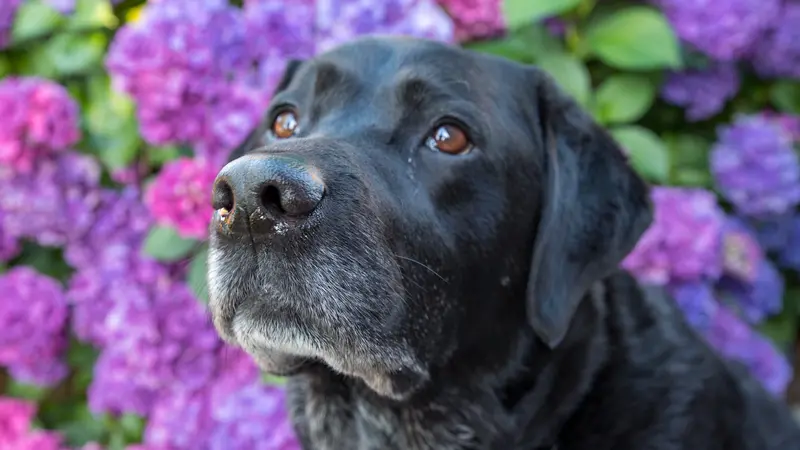 black dog in front of purple flowers