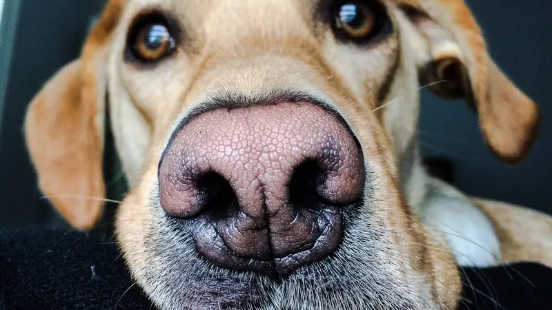 Brown and white dog staring at the camera