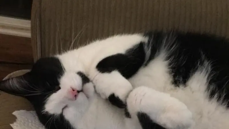 Black and white cat lay on his back asleep.