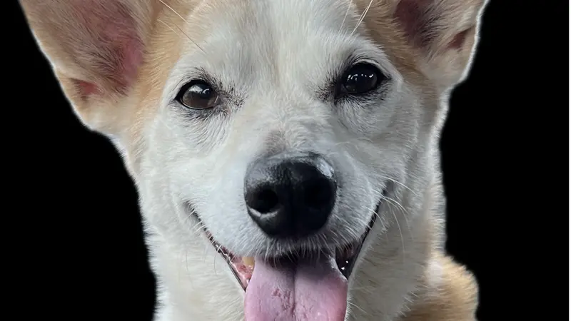White and light brown dog sitting and looking at the camera