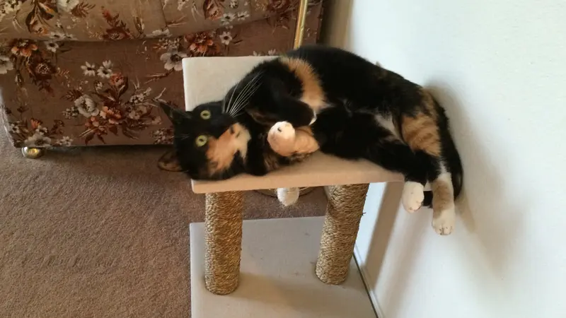 Black and white cat laying on a scratching post