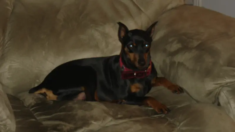 Small black and brown dog, sitting on a comfy chair