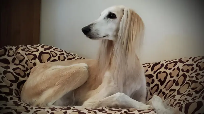 Light brown and white dog with long haired ears laying on a leopard print dog bed