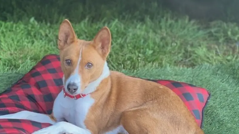 Brown and white dog laying on a checkered blanket in the grass