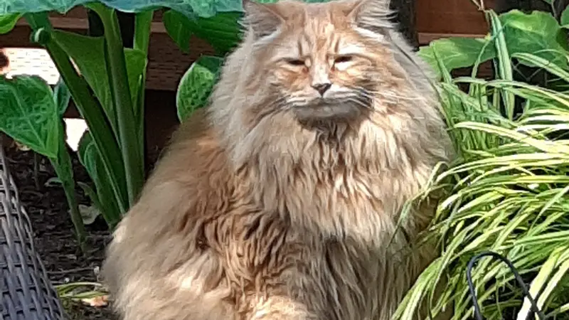 Orange cat sitting outside next to plants in the sunlight 