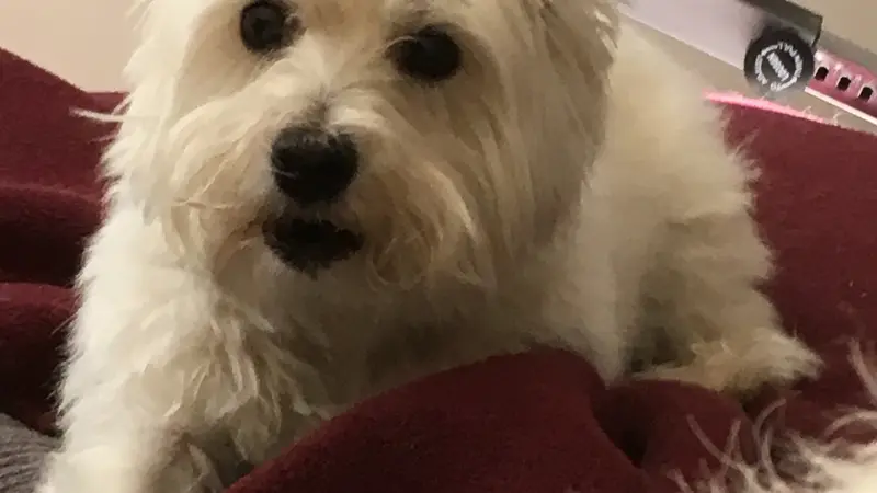 Small white terrier dog on red cushion