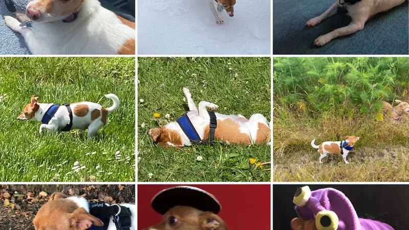 Small brown and white dog in costumes or playing outside