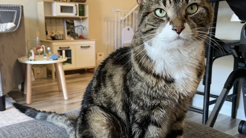 Brown cat with dark brown stripes sitting on a couch cushion