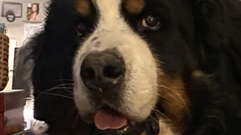 Large and fluffy brown and white dog 
