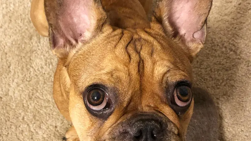 Small light brown dog sitting on carpet and staring up at the camera