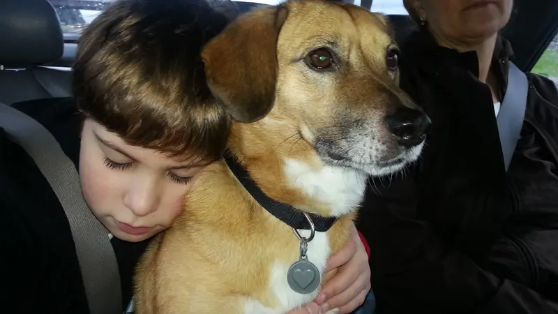 Light brown dog sitting in a car and being hugged by a child