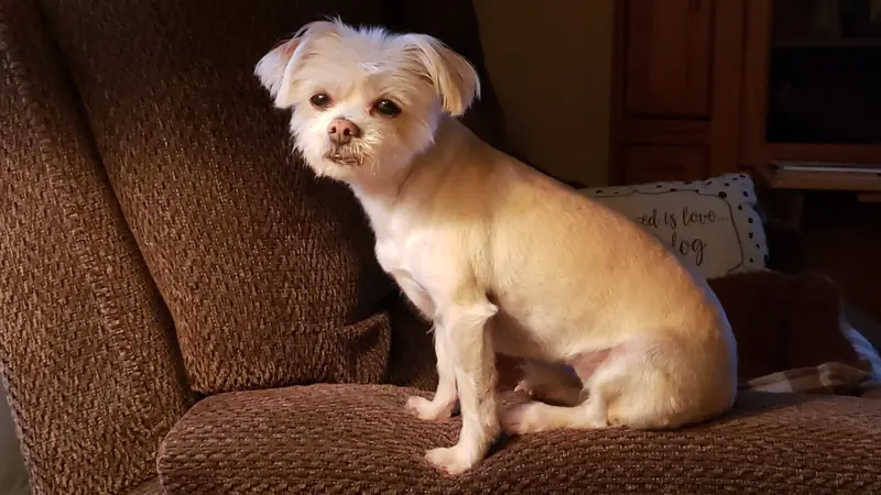 Small white dog sitting on a couch inside