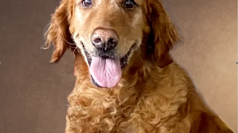 Brown dog sitting in front of a dark brown background