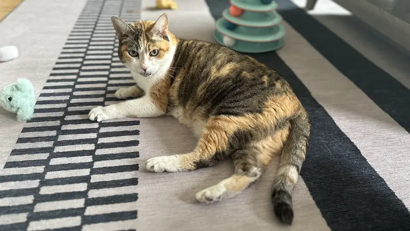 Dark brown and orange cat laying down on a rug 