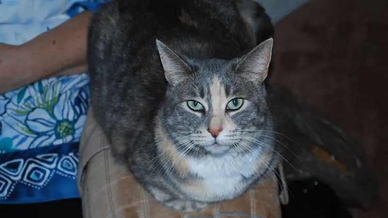 Brown and white cat sitting on the couch
