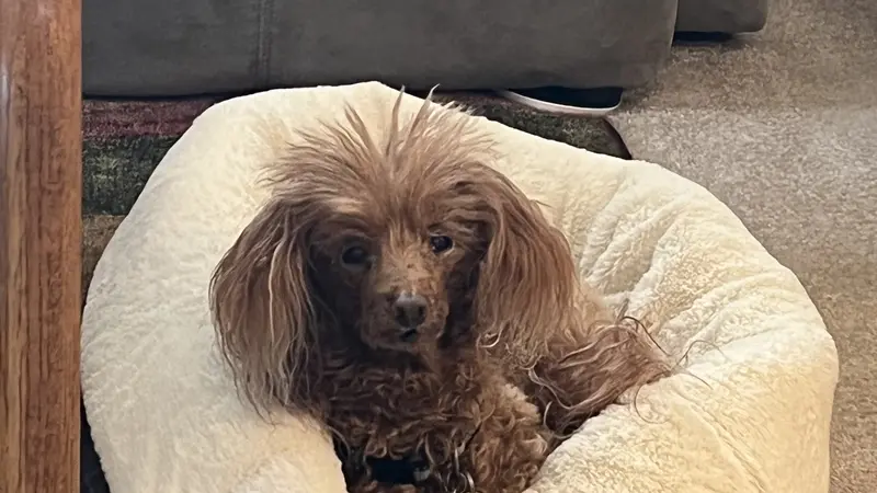 Small brown dog laying in their dog bed