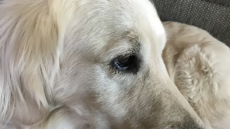 Yellow dog laying down.