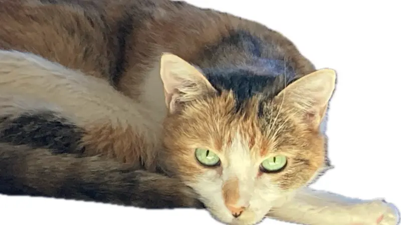 Light brown cat with green eyes laying down and looking into the camera