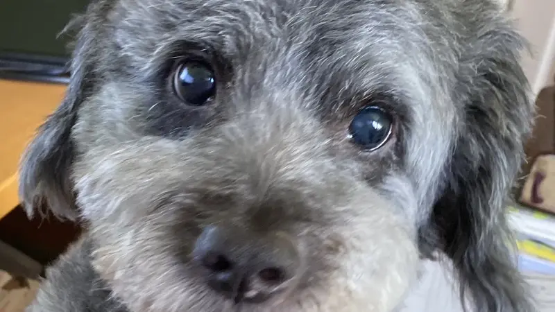 Small grey dog 