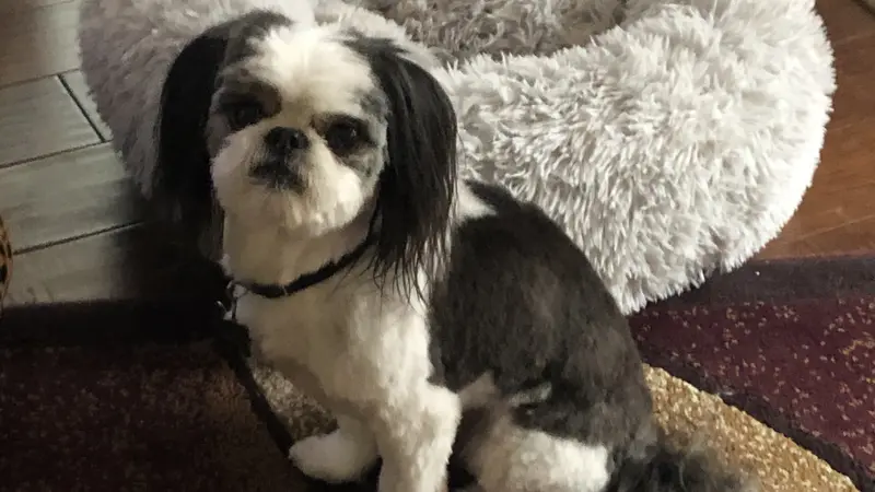 Small white and black dog sitting on the carpet next to their bed