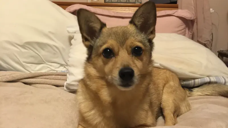 Small light brown dog sitting on the bed