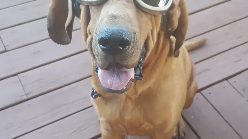 Medium brown dog with short fur and goggles on sitting on the porch