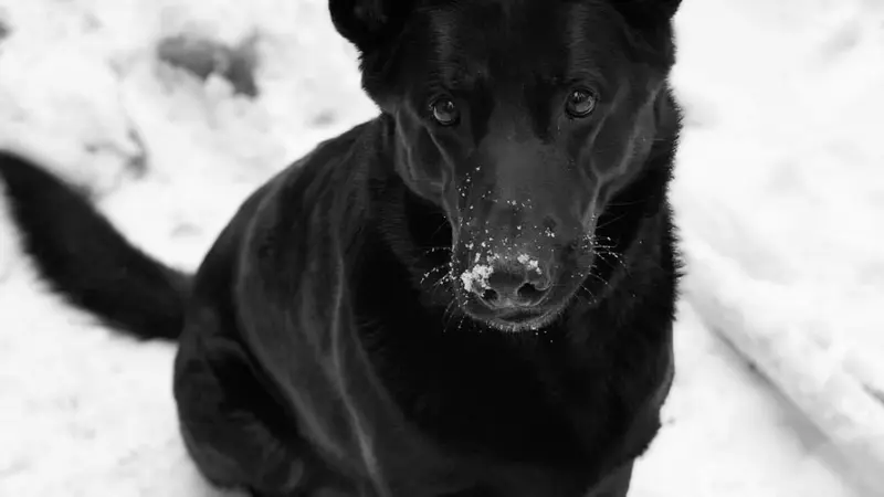 Black dog sitting in the snow outside