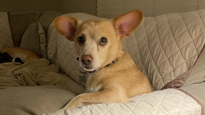 Small golden brown dog sitting on a white couch