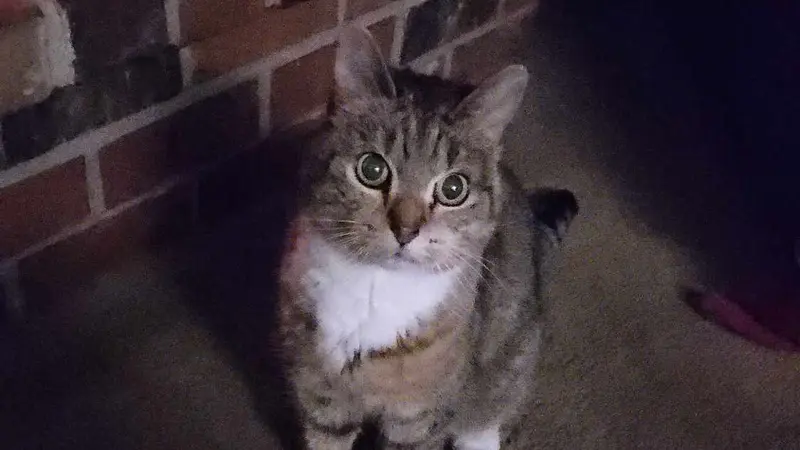 Light brown cat with dark brown stripes sitting in front of a brick fireplace