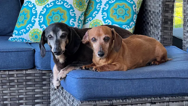 Two small dogs, one black and one brown, sitting on a couch outside on the porch
