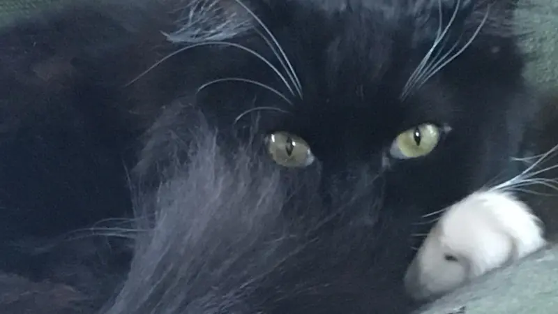 Black cat laying down and looking at the camera