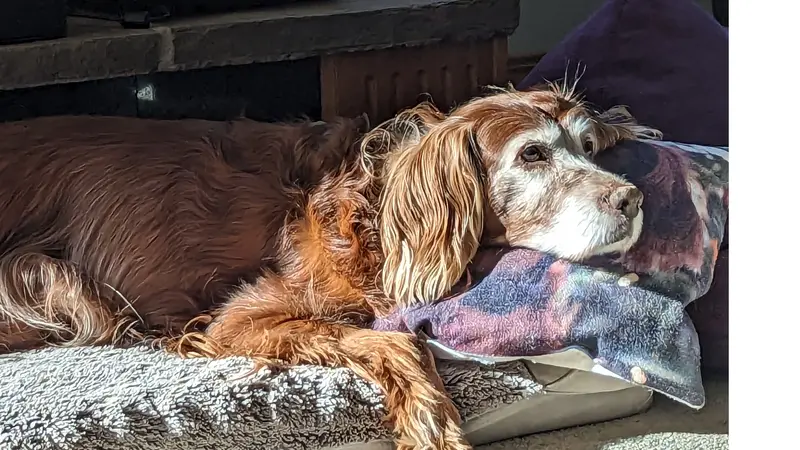 Fluffy brown dog laying down on its bed in the sun