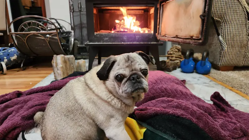 Small dog sitting on their bed in front of the fireplace