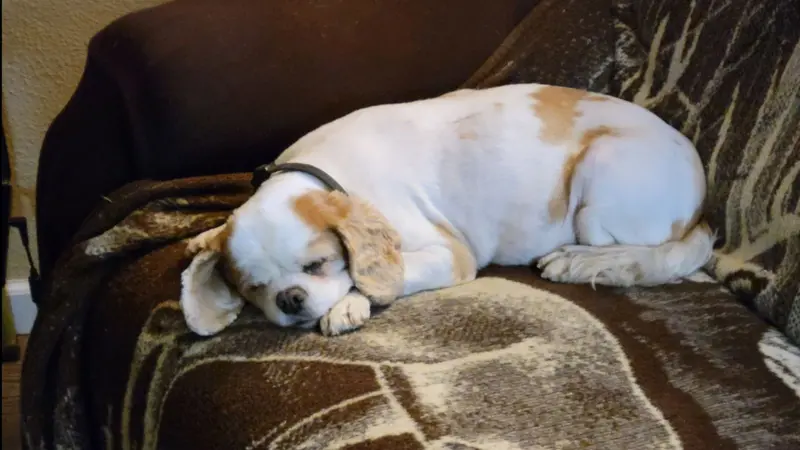 sleeping white and blond dog