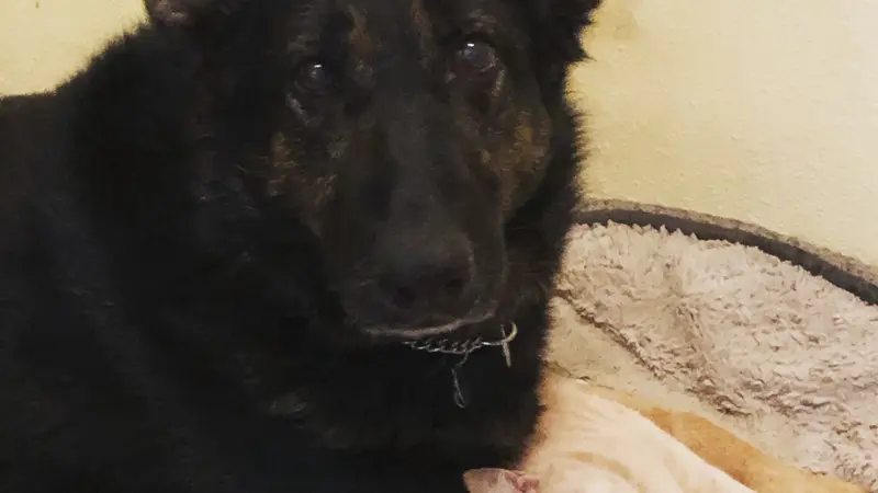 Large black dog laying down with a cat