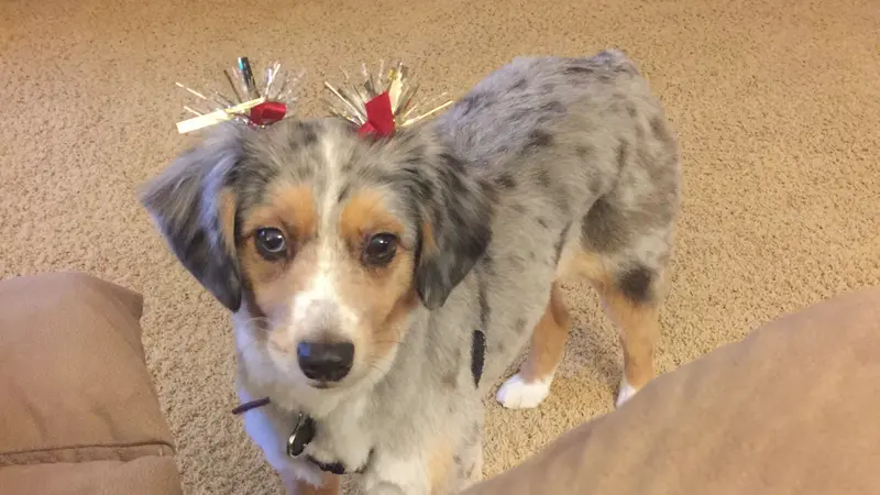 Small spotted dog with light grey and brown fur wearing shiny bows
