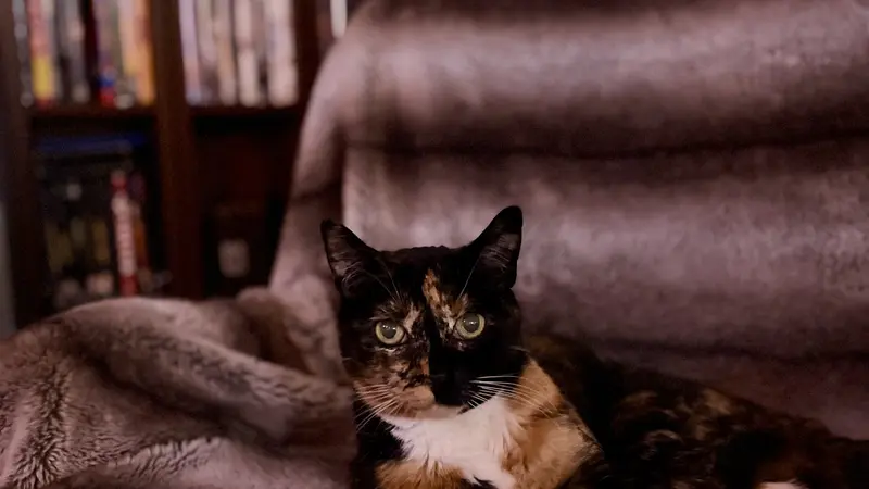 Black and brown cat sitting on a cushioned chair