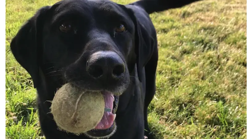 Black dog standing outside in grass with a ball in its mouth