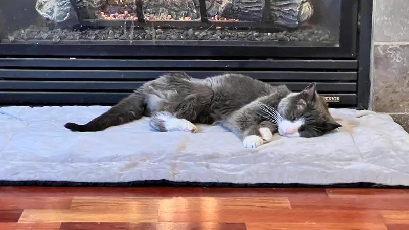 Fluffy gray and white colored cat laying on a soft white cat bed in front of a lit fireplace. 
