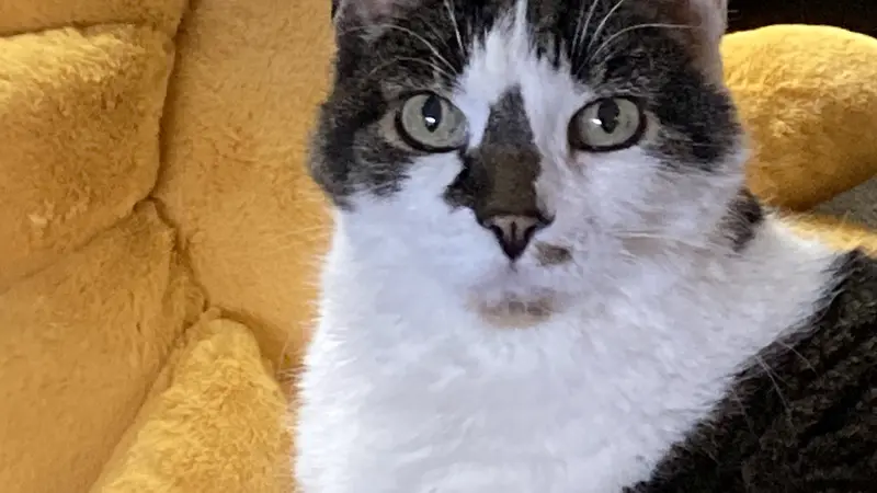 White cat with dark brown patches of fur sitting in front of a yellow pillow