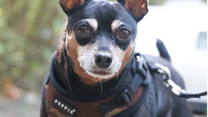 Small brown and black dog on a walk