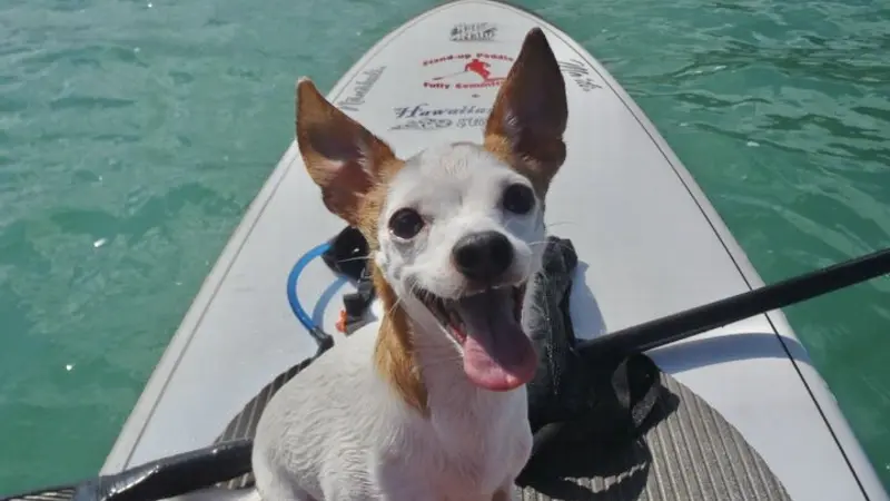 Small white and brown dog sitting on a paddleboard