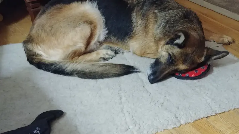 Large brown dog laying down on the carpet