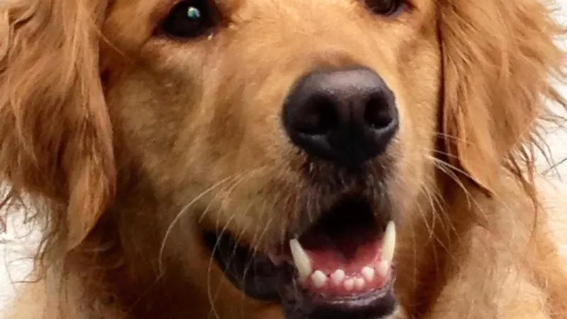 Dog with light brown fur