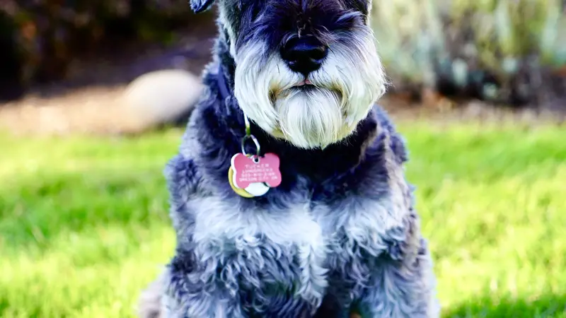 Dog with dark grey fur sitting in the grass 