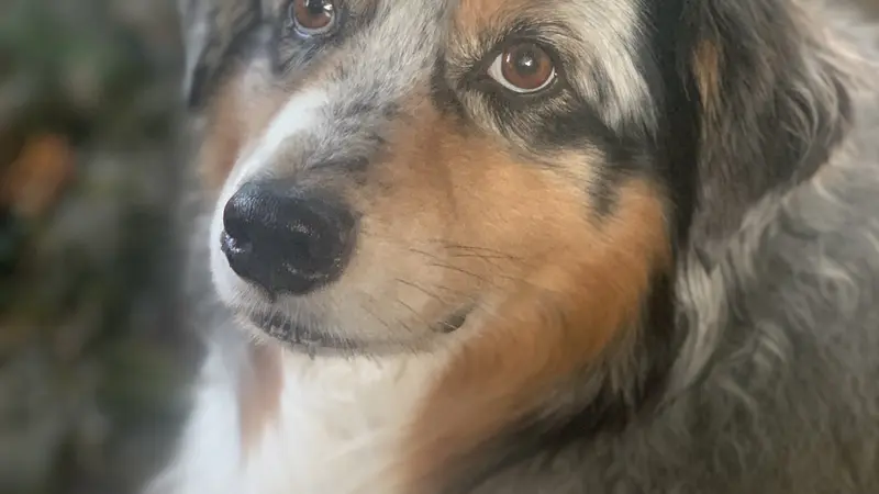 Black and white dog with brown patches near eyes sitting outside 